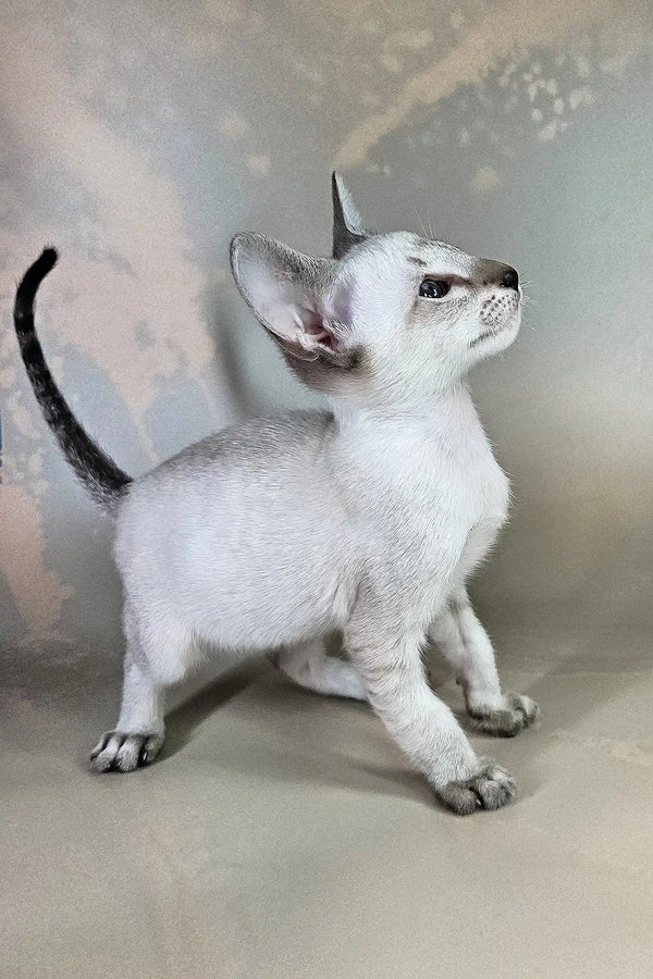 Anchous | oriental shorthair kitten