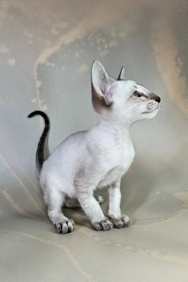 Anchous | oriental shorthair kitten