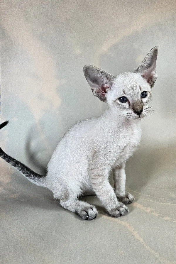 Anchous | oriental shorthair kitten