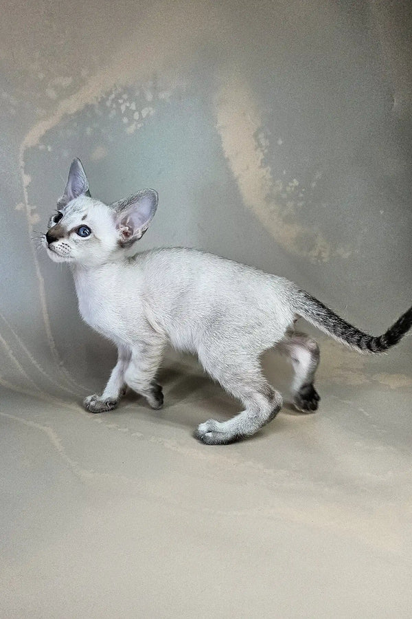 Anchous | oriental shorthair kitten