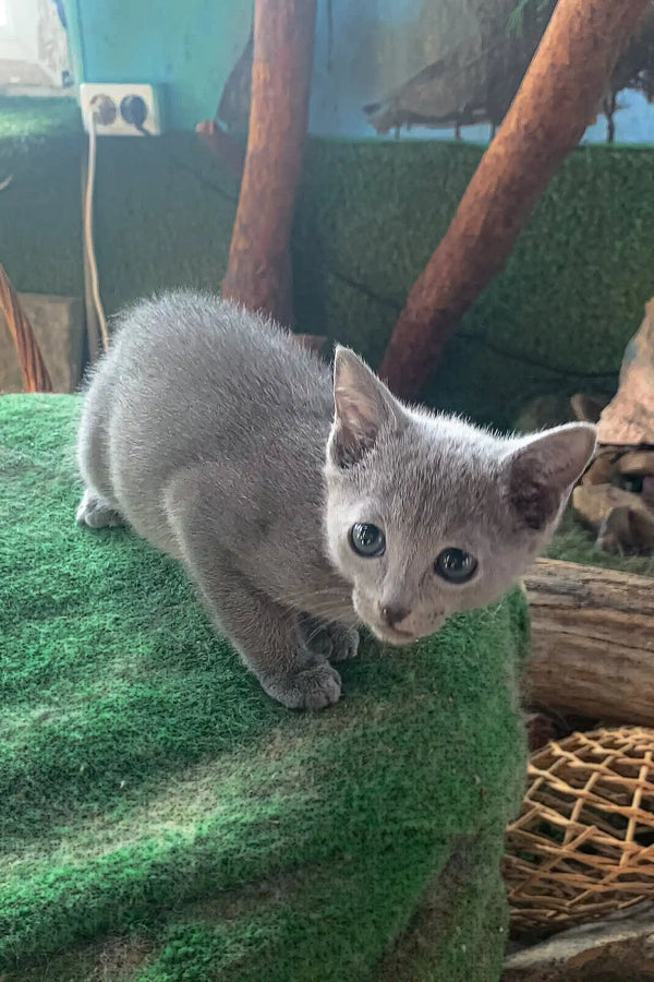 Gray Russian Blue kitten named Andre with striking blue eyes looking adorable