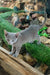 Gray Russian Blue kitten named Andre with striking blue eyes