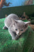 Gray Russian Blue kitten named Andre with adorable blue eyes