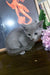 Gray Russian Blue kitten named Andre with large expressive eyes