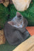 Gray kitten curled up, showcasing the adorable Andre, a Russian Blue Kitten