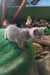 Adorable gray kitten perched cutely, part of the Andre | Russian Blue Kitten collection