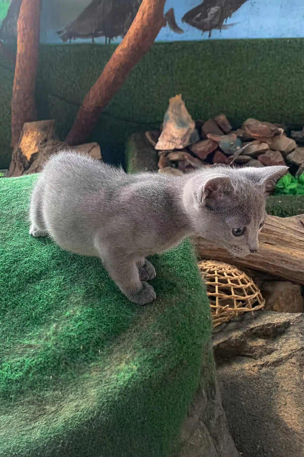 Adorable gray kitten perched cutely, part of the Andre | Russian Blue Kitten collection