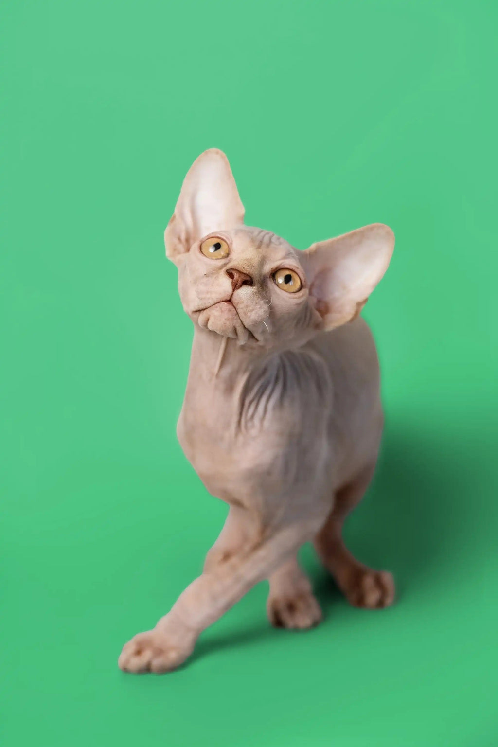 Hairless Sphynx Cats & Kittens for Sale Andy | Kitten