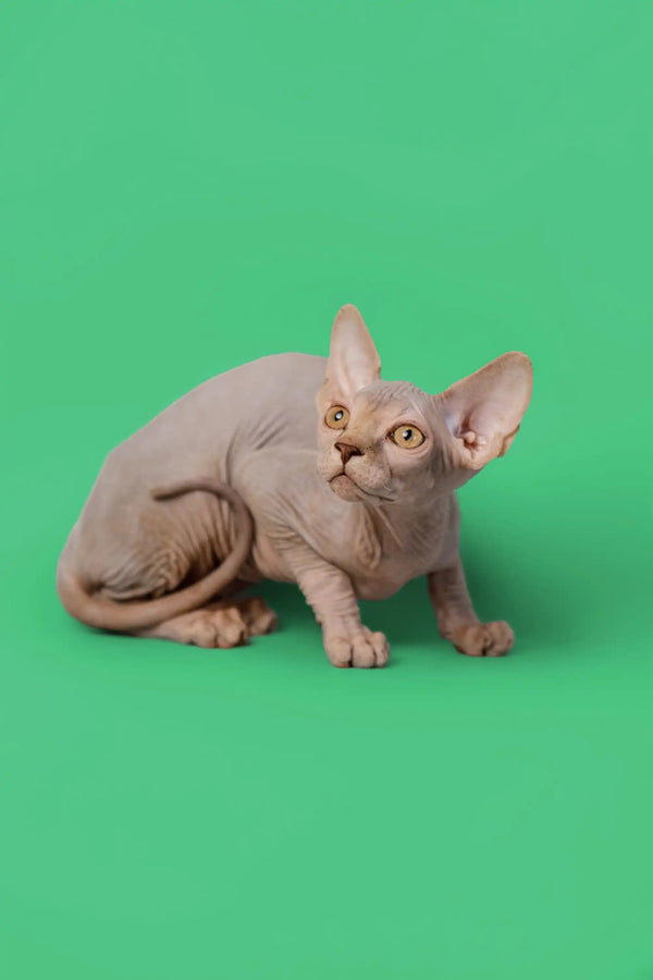 Adorable lilac Sphynx kitten with alert expression and big ears, ready for fun