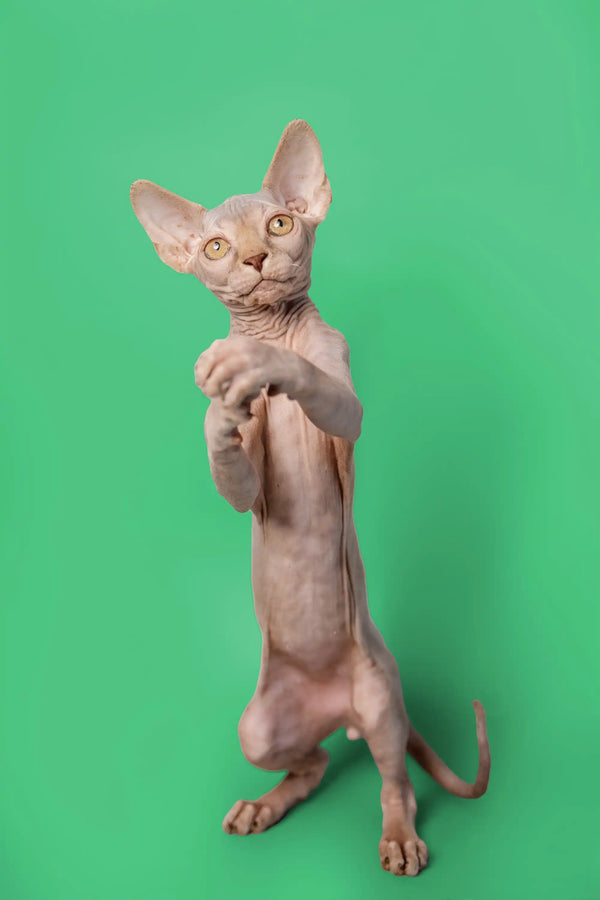 Adorable lilac Sphynx kitten standing on hind legs, showcasing its cute big ears and alert look