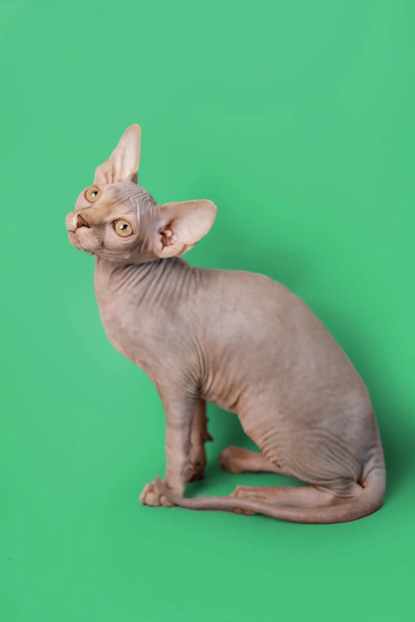 Adorable lilac Sphynx kitten with wrinkled skin and big ears sitting upright