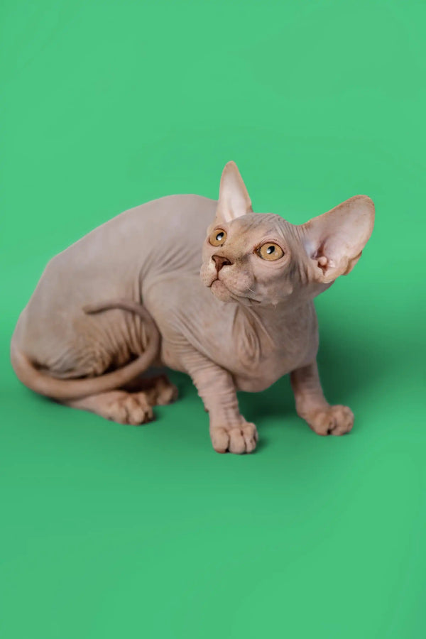 Adorable lilac Sphynx kitten with wrinkled skin and big ears on bright green surface