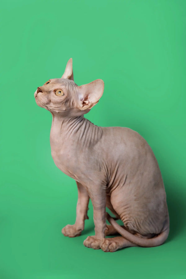 Adorable lilac Sphynx kitten Andy with big ears and wrinkled skin sitting upright