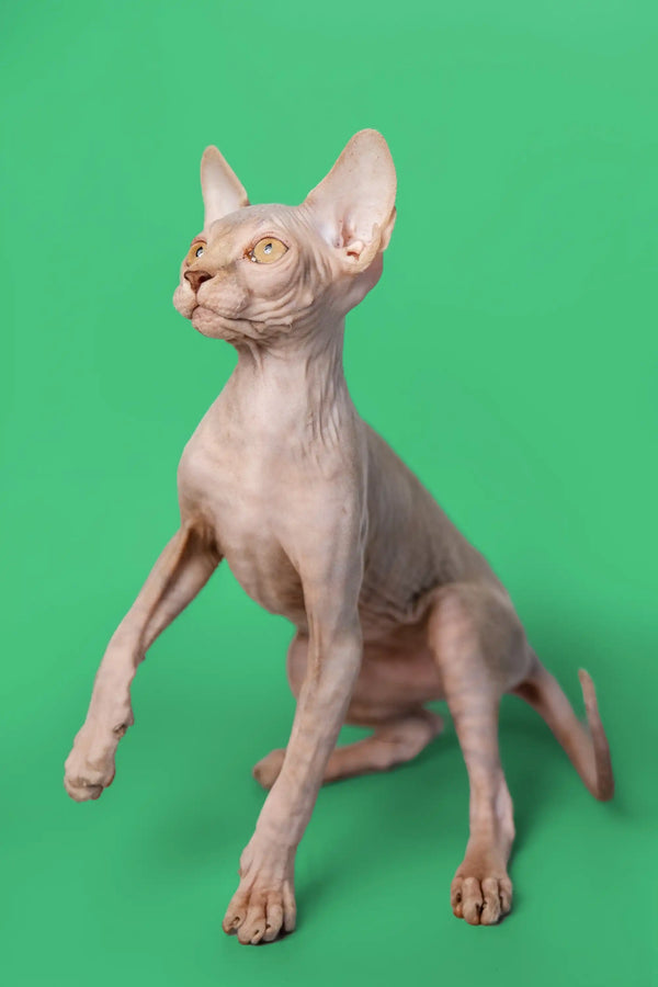 Adorable lilac Sphynx kitten sitting alert, showcasing its charming personality
