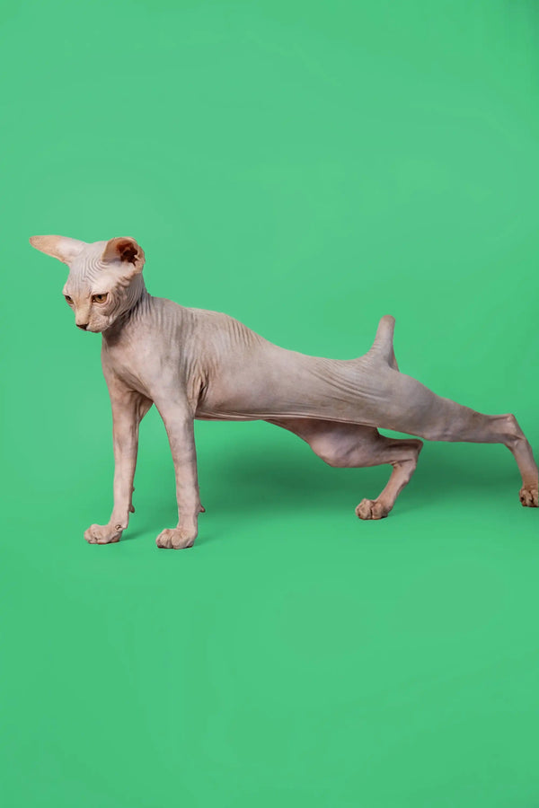 Hairless Sphynx kitten stretching on hind legs, showcasing an adorable lilac Sphynx