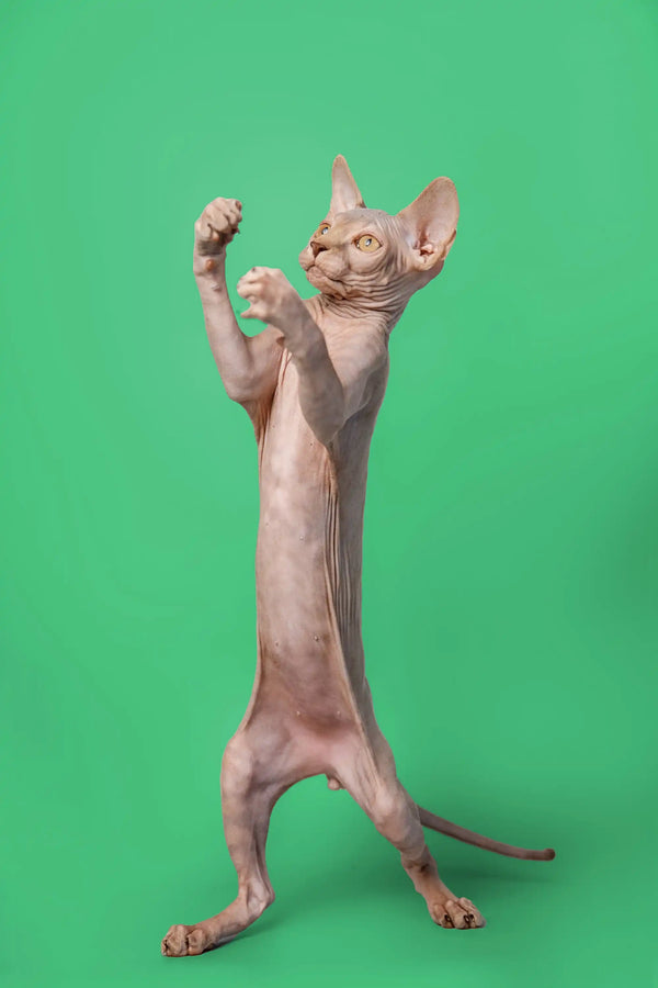 litter training tips for sphynx kittens