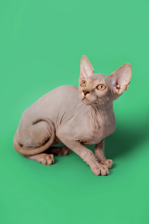 Adorable lilac Sphynx kitten with alert expression and big ears, perfect companion