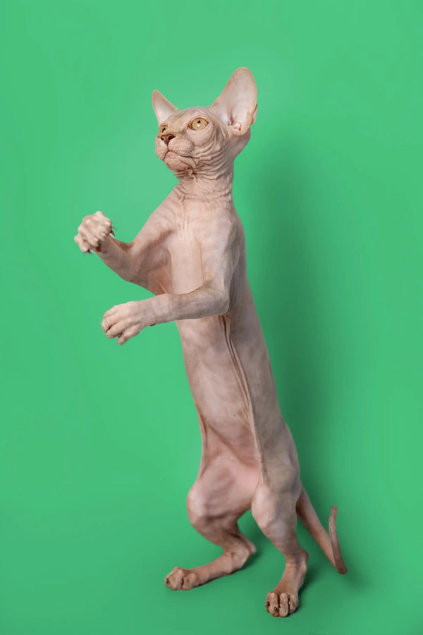 Adorable lilac Sphynx kitten standing on hind legs with paw raised, named Andy