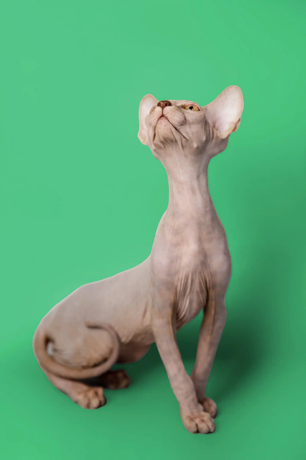 Adorable Lilac Sphynx sitting upright, head tilted back, showcasing its playful personality