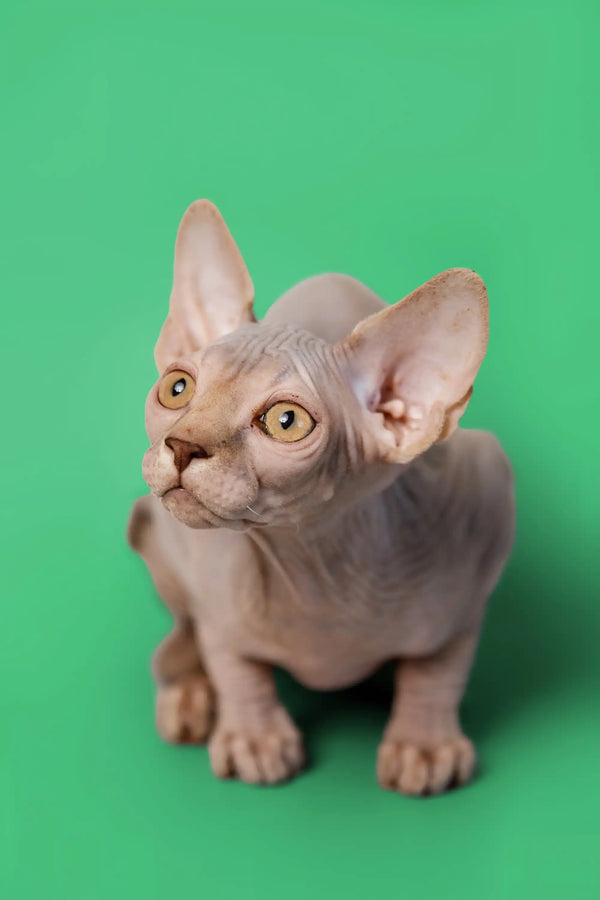 Adorable lilac Sphynx kitten with large ears and wrinkled skin, perfect for cuddles