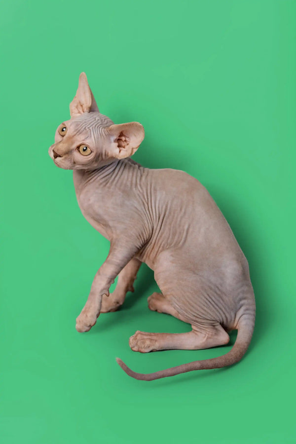 Adorable lilac Sphynx kitten Andy sitting pretty against a green backdrop