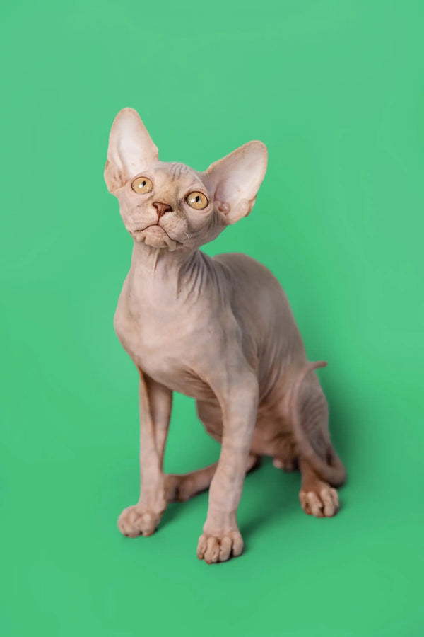 Adorable lilac Sphynx kitten with big ears and wrinkled skin sitting upright