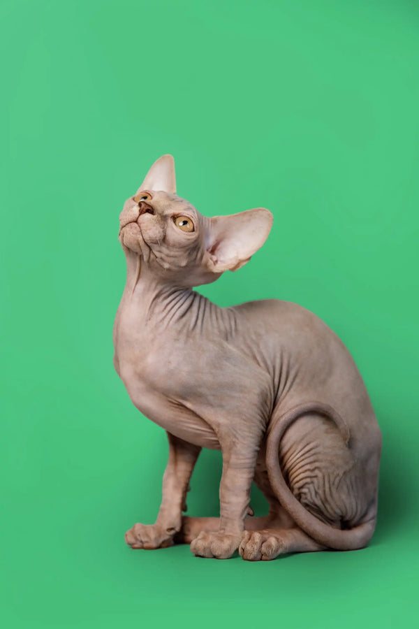 Adorable Lilac Sphynx Kitten named Andy with wrinkled skin and large ears