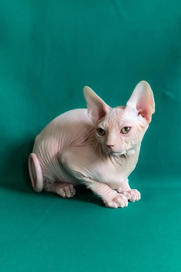 Anfisa | canadian sphynx kitten