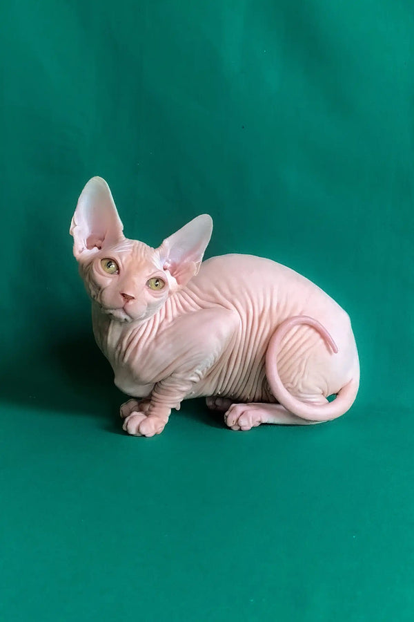 Anfisa | canadian sphynx kitten