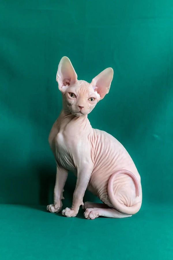 Anfisa | canadian sphynx kitten