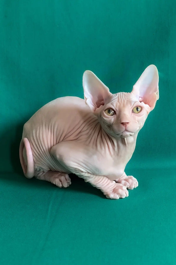 Anfisa | canadian sphynx kitten