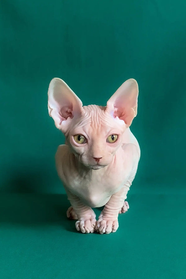 Anfisa | canadian sphynx kitten