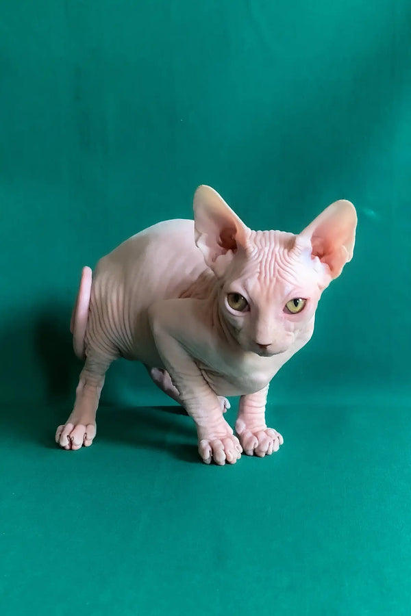 Anfisa | canadian sphynx kitten