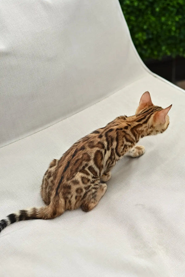 Angel | bengal kitten