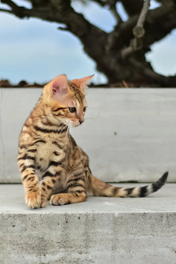 Angel | bengal kitten