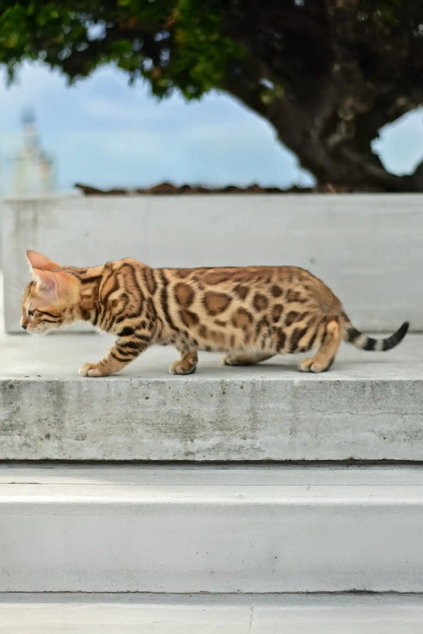Angel | bengal kitten