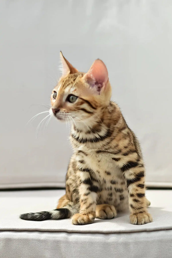 Angel | bengal kitten