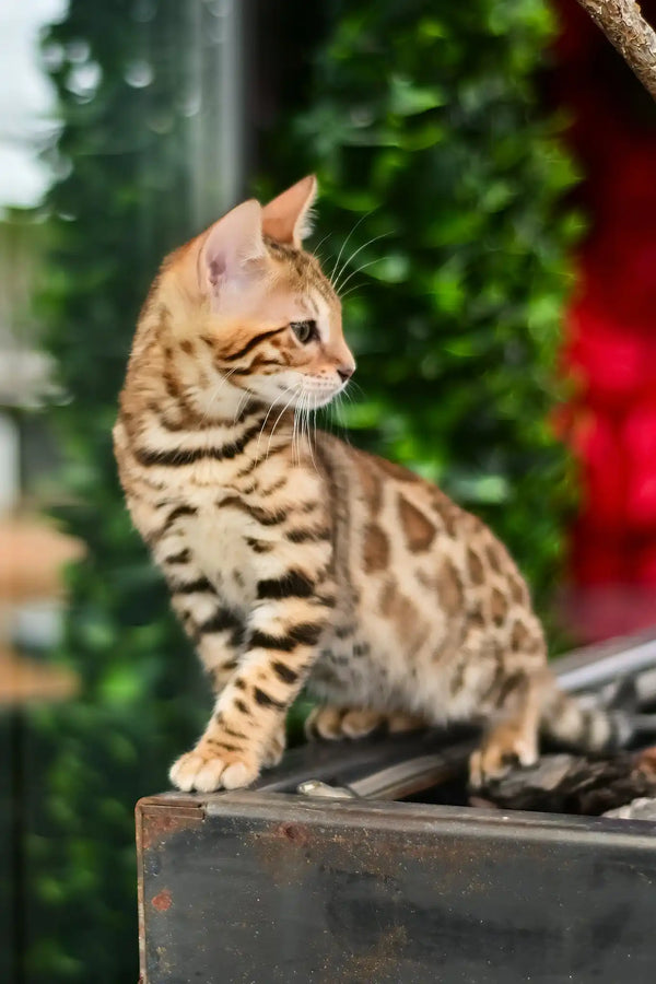 Angel | bengal kitten