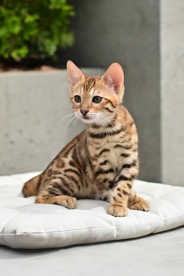 Angel | bengal kitten