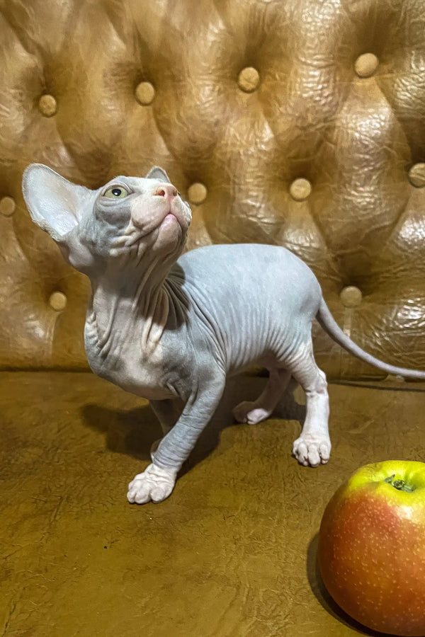 Angel | canadian sphynx kitten