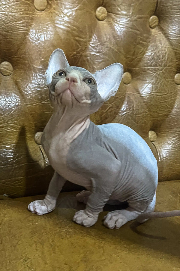 Angel | canadian sphynx kitten