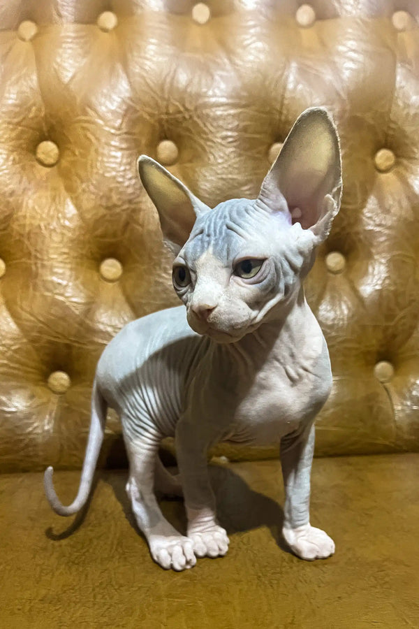 Angel | canadian sphynx kitten
