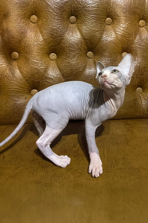 Angel | canadian sphynx kitten