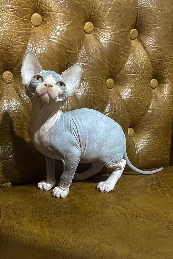 Angel | canadian sphynx kitten