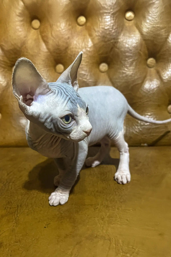 Angel | canadian sphynx kitten