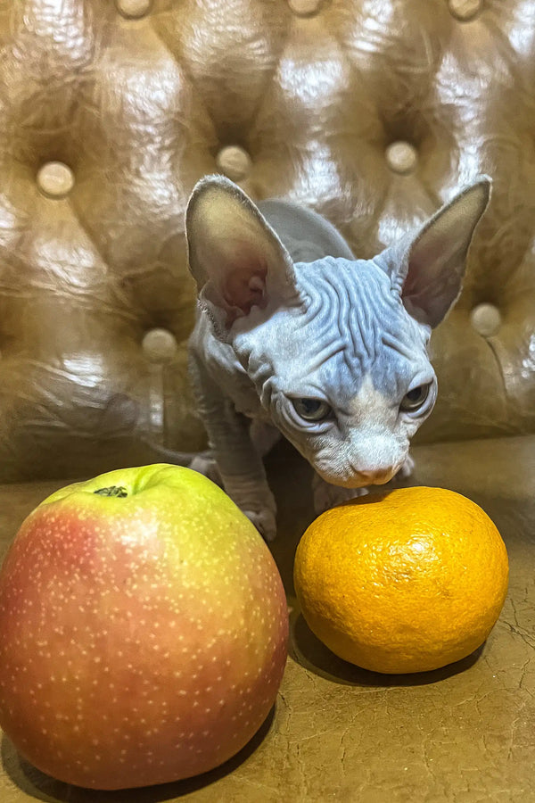 Angel | canadian sphynx kitten