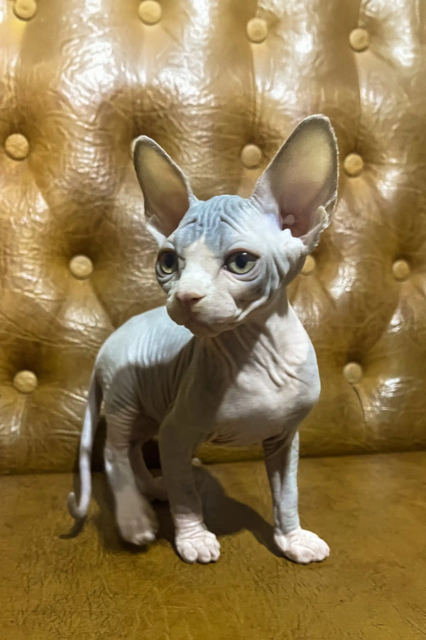 Angel | canadian sphynx kitten