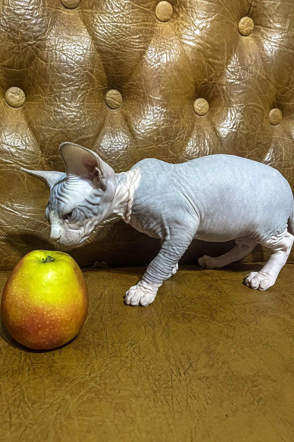 Angel | canadian sphynx kitten