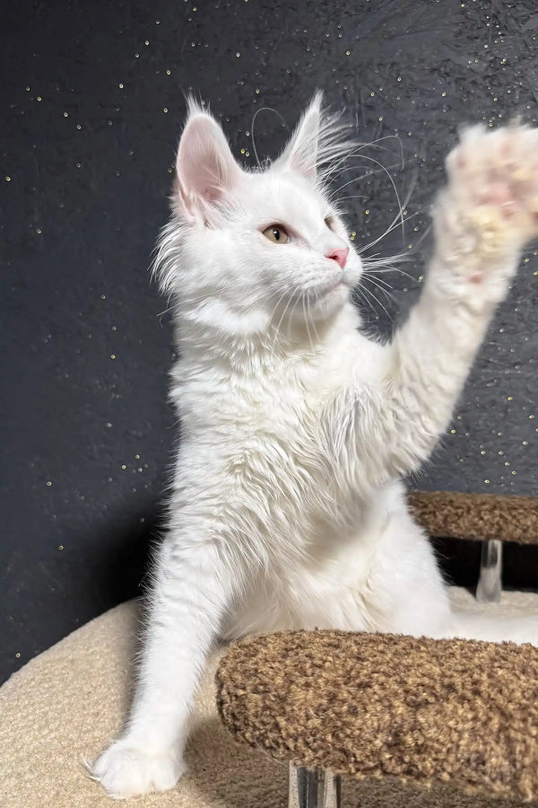 Angel | maine coon kitten