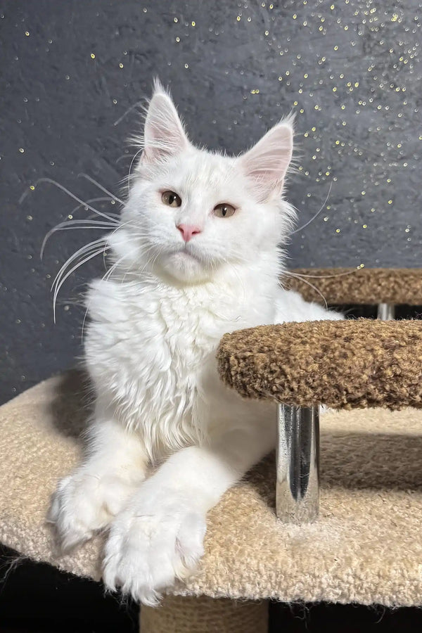 Angel | maine coon kitten